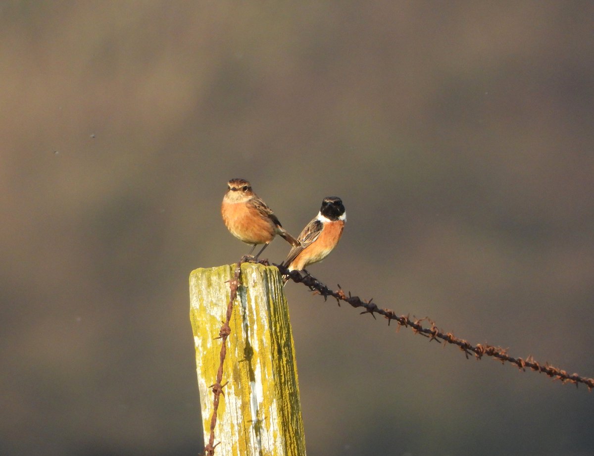 Nature Corner tweet media