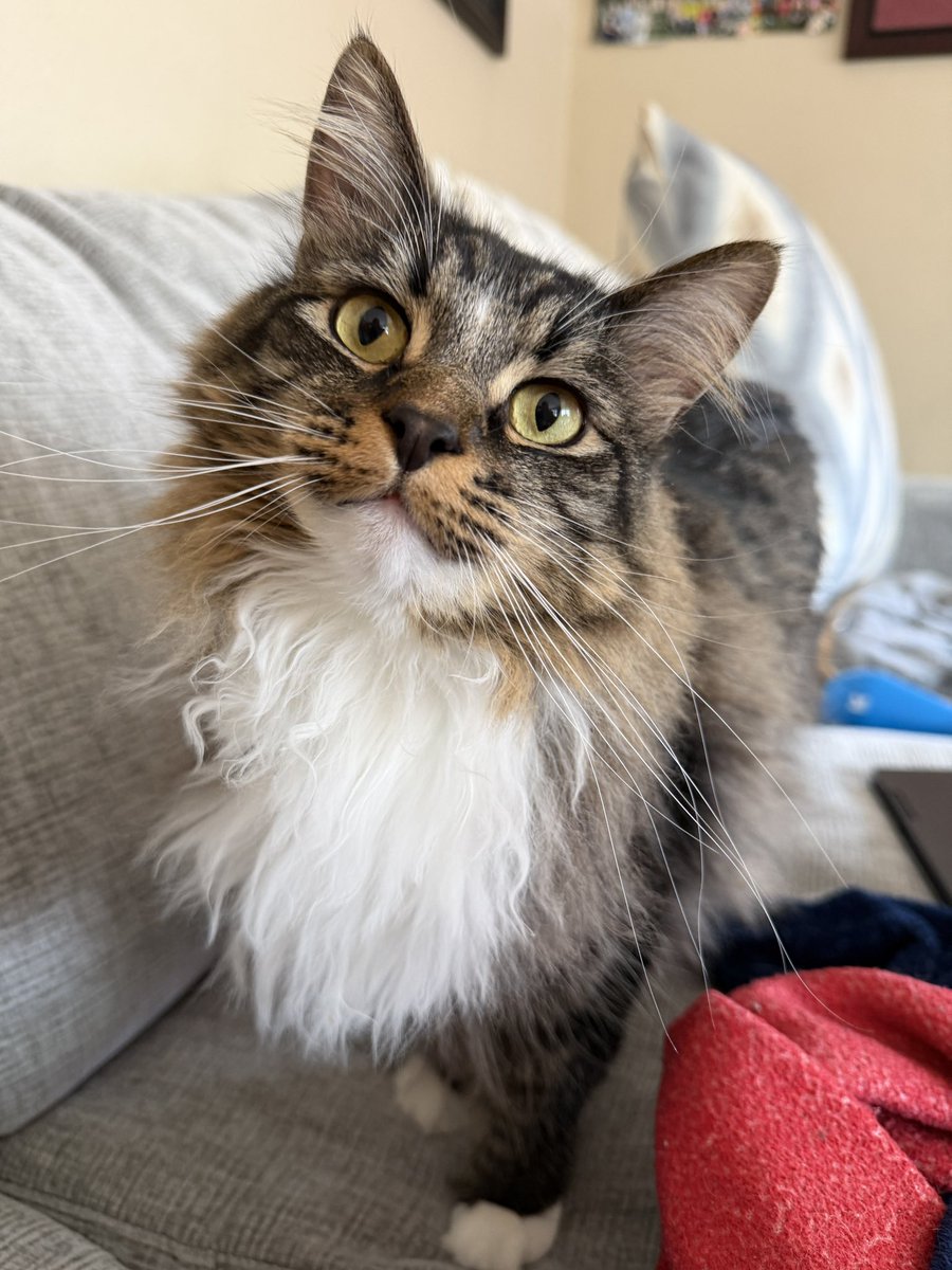 Freddie & Smokey tweet media