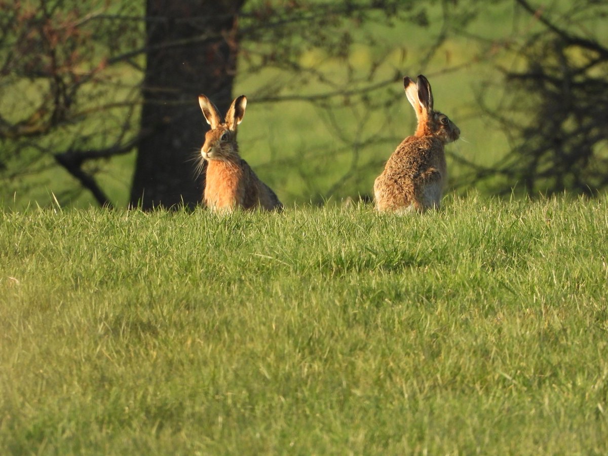 Nature Corner tweet media