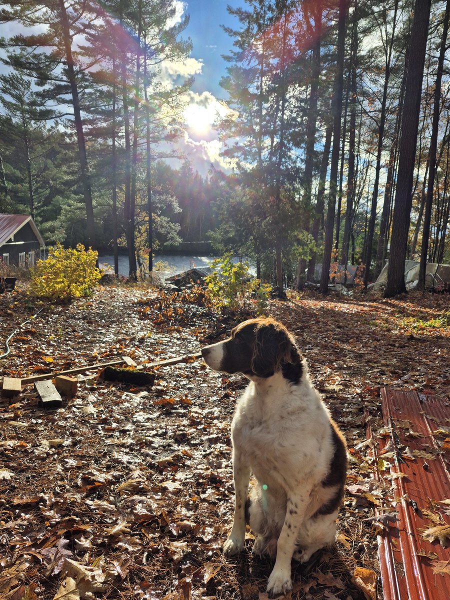 Jon Heron 🇨🇦 tweet media