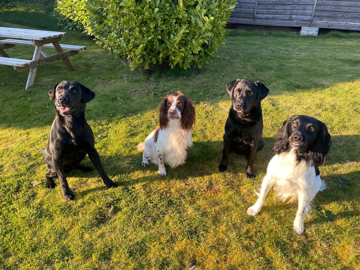 PaulG ☀️🐶🦮🥂🏌🏼‍♂️ tweet media