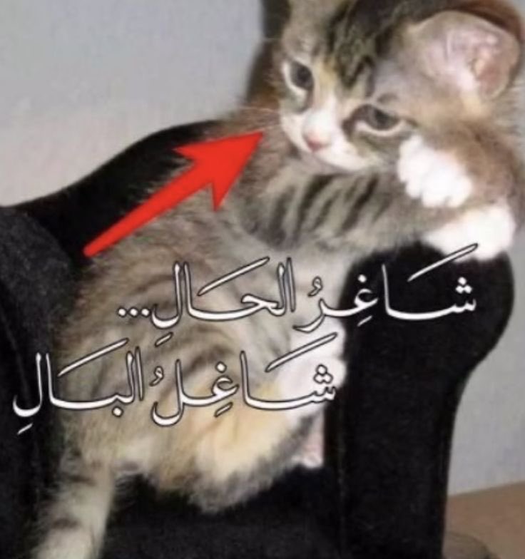 جوديث ~ tweet media