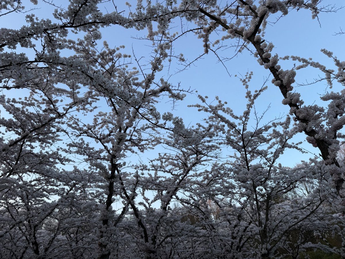 Arno Wellens tweet media