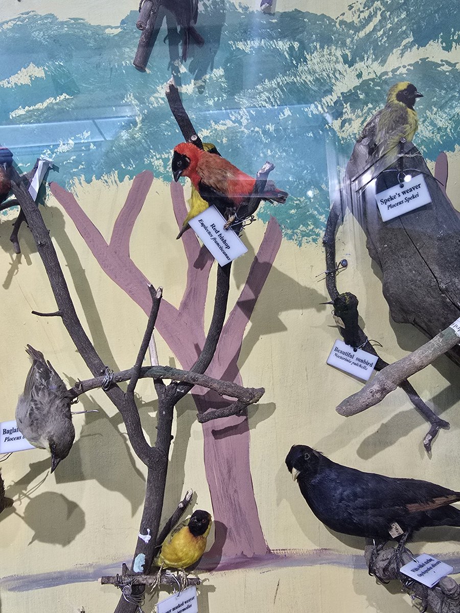 Afework Kassu tweet media