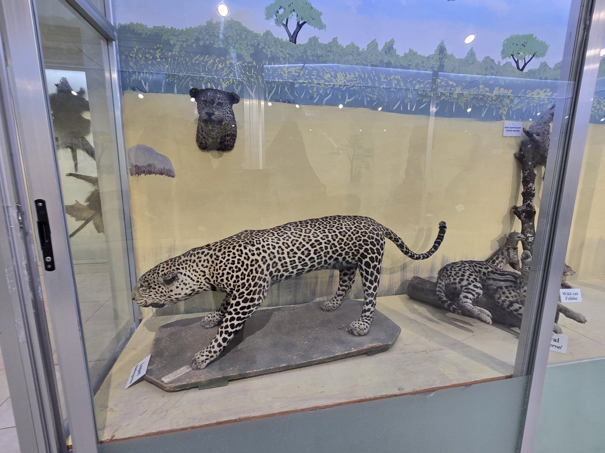 Afework Kassu tweet media