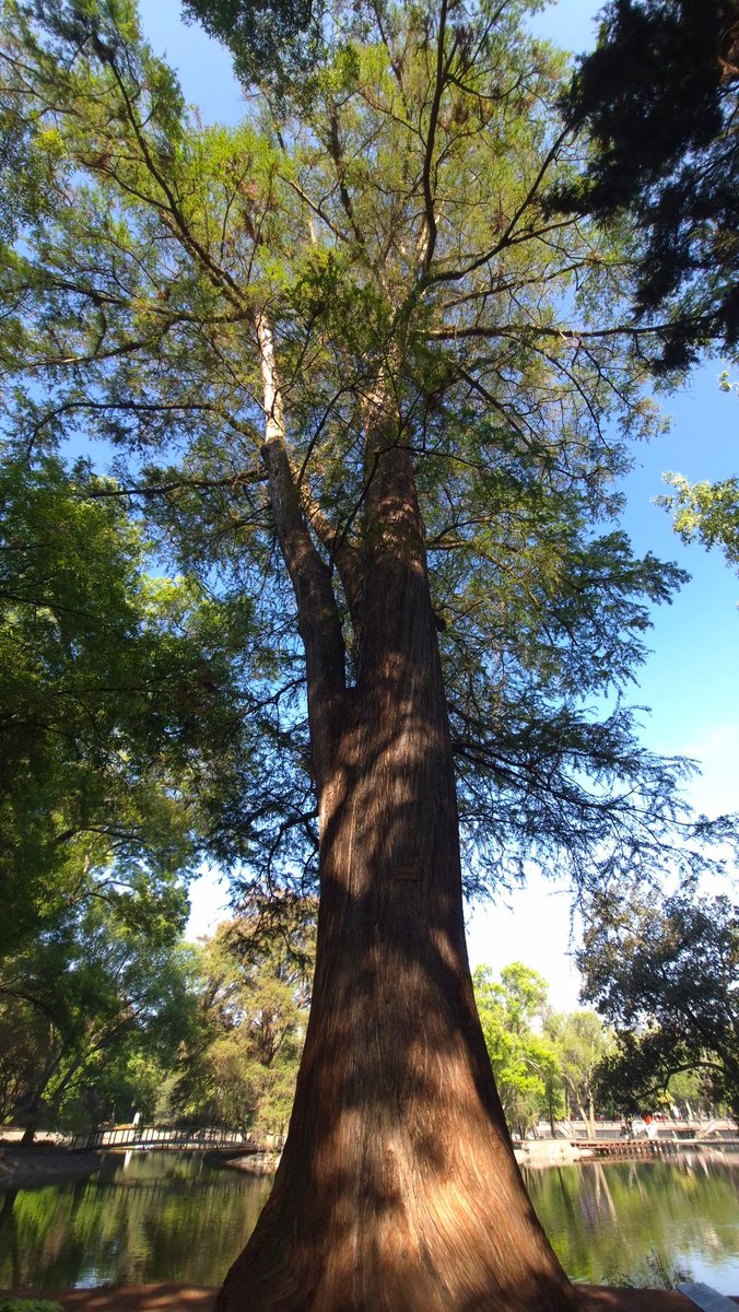 Efren Casas tweet media