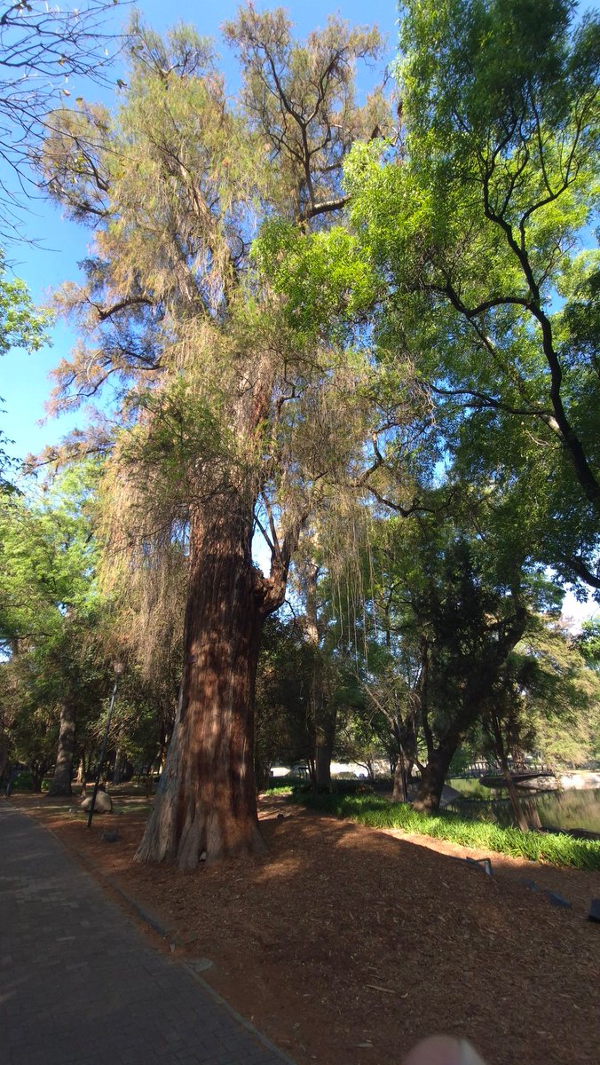 Efren Casas tweet media