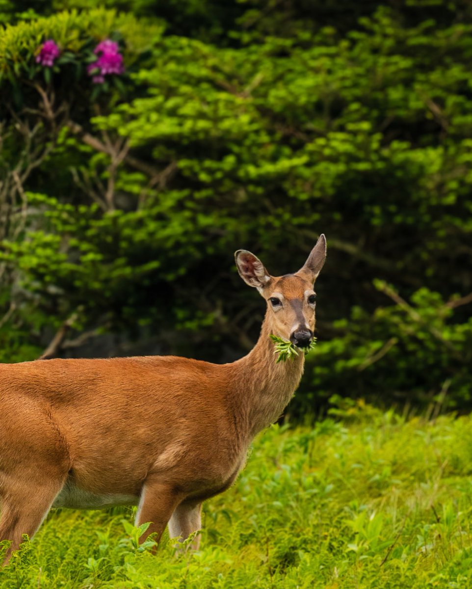 Purely Green tweet media