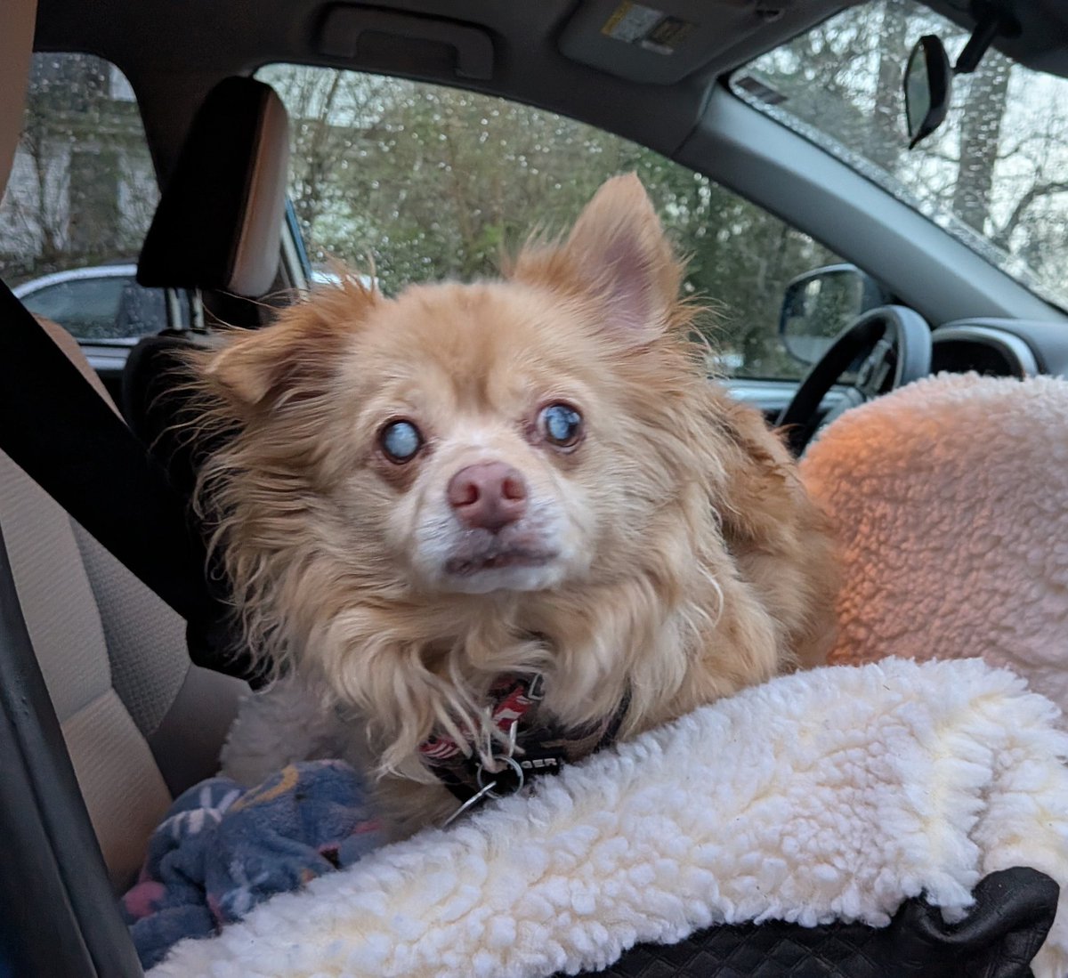 Sgt. Belle, Lt Cols. Eclipse & Amber, 🌈Nina tweet media