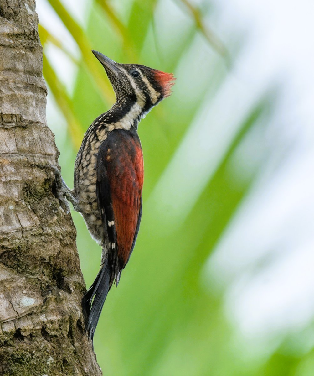 //Sub/Corpus tweet media