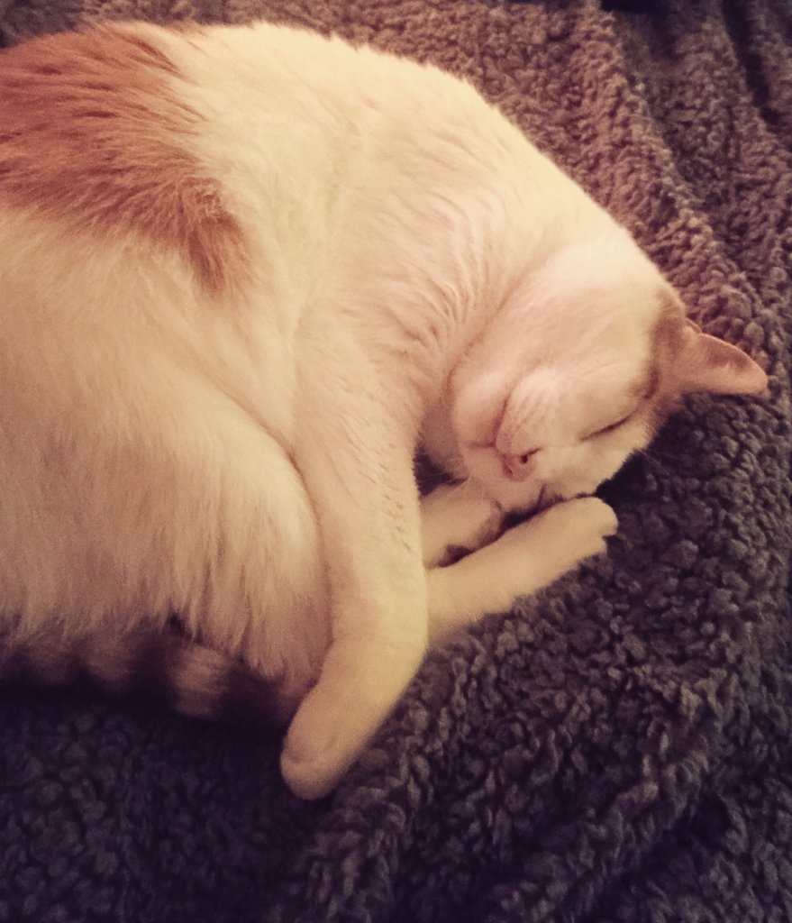 єва зюзь tweet media