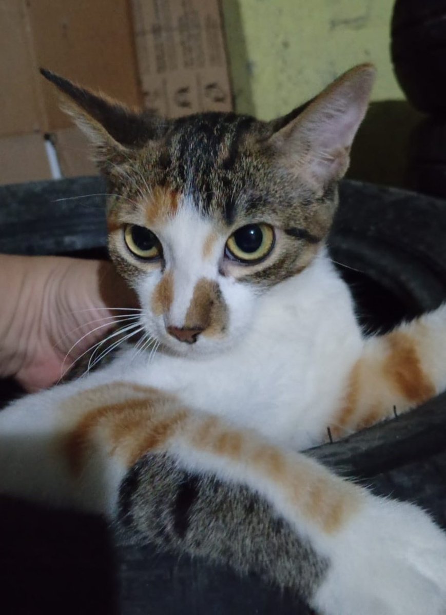 Alerta me perdi tweet media