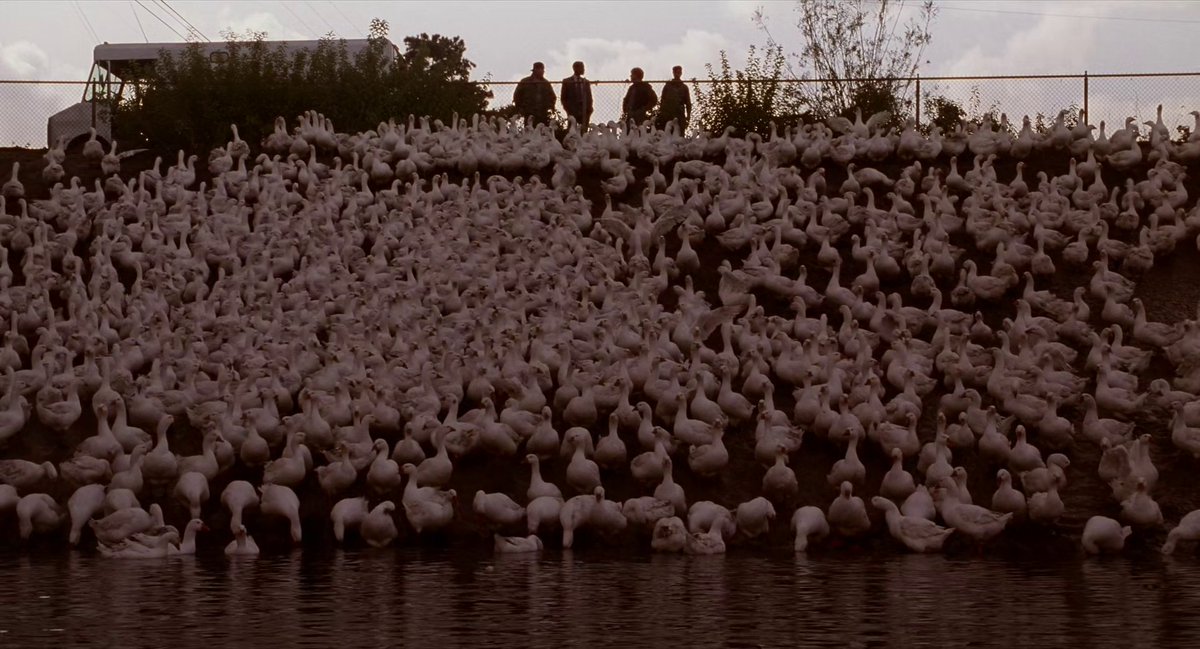 PtitThib. tweet media