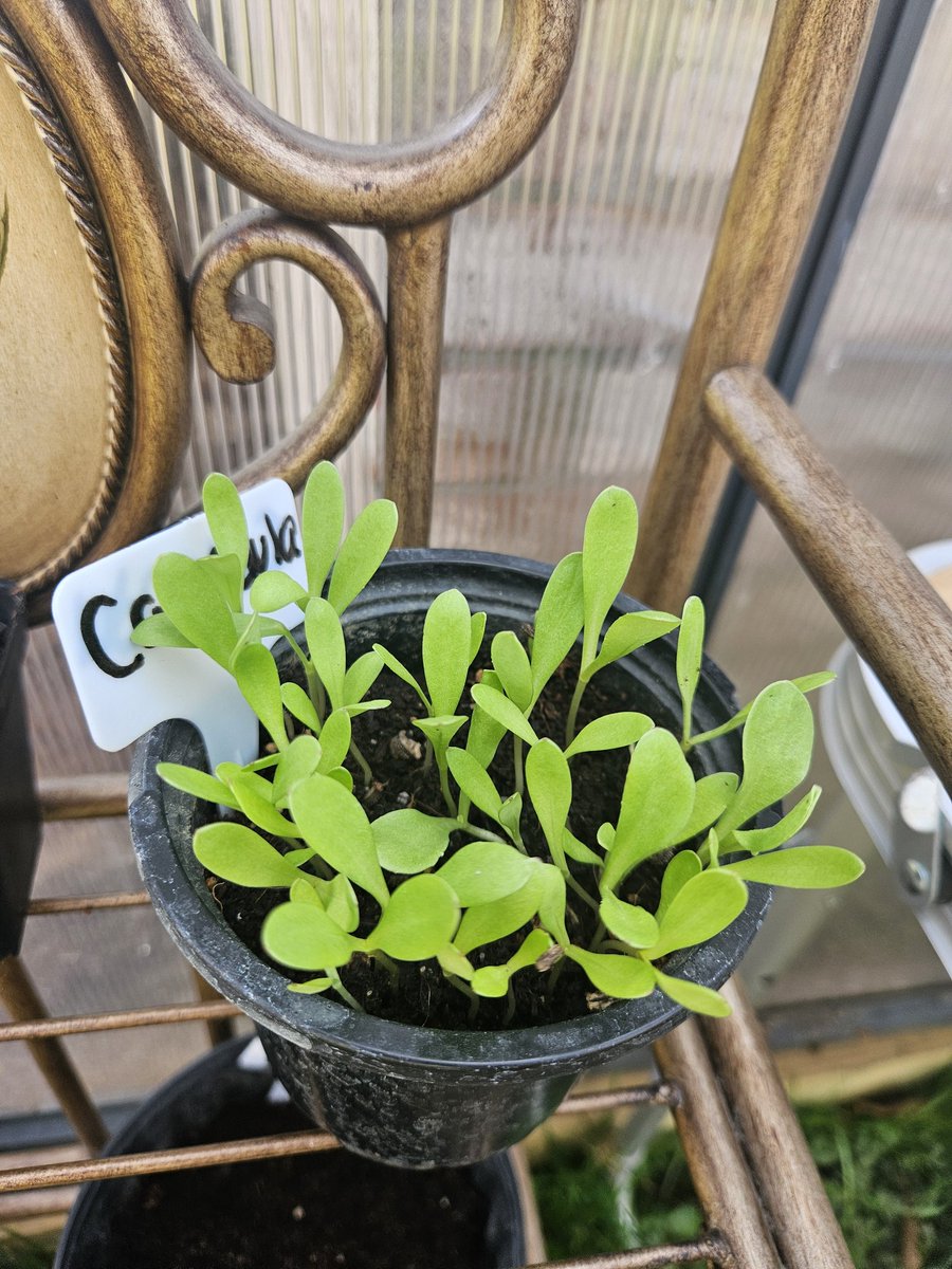 MandyFrizzle tweet media