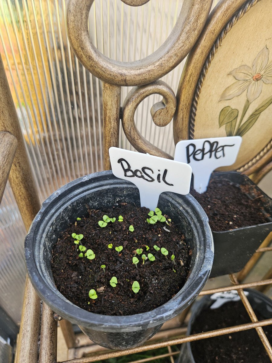 MandyFrizzle tweet media