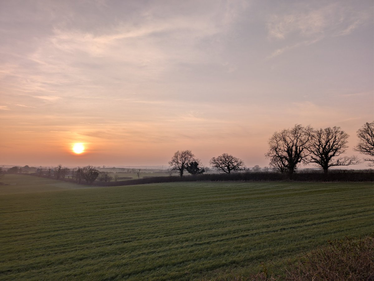 Papadopolis tweet media