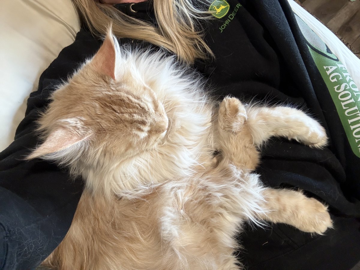tailsgalore's tweet image. Jupiter!
One minute he’s mischievously lurking and the next he’s passed out on top of me 😆😸
#RoughLife