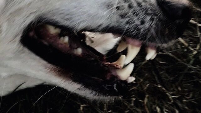 lady blake ʚїɞ tweet media