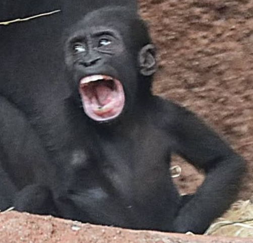 Tiny Gorilla tweet media