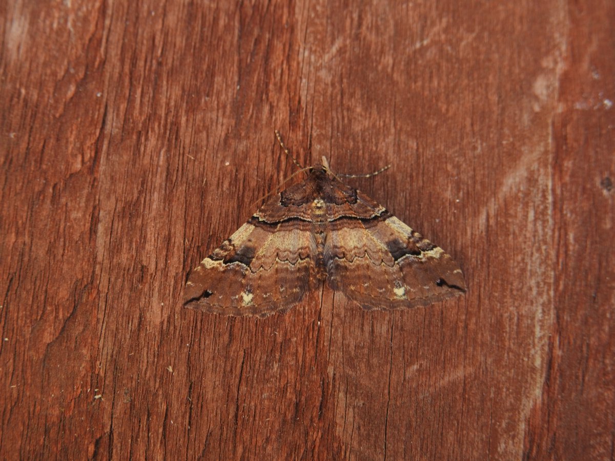 Frank Cavanagh tweet media