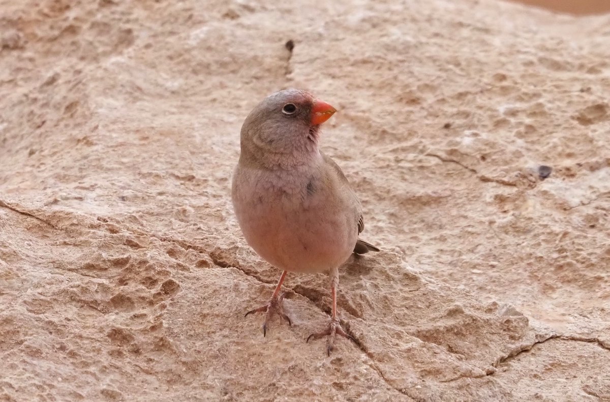 Barcelona Birding Point tweet media