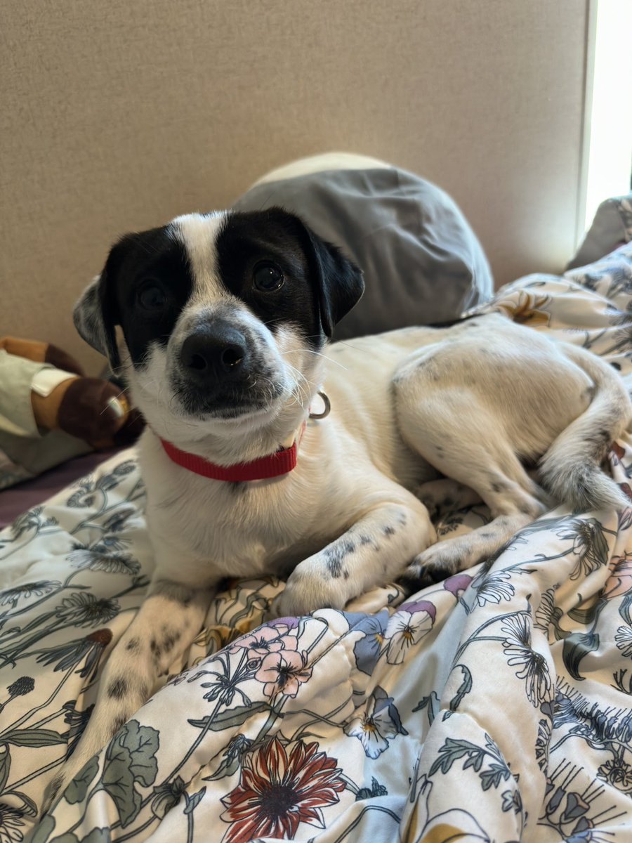 Synthetica🦉🪷 tweet media