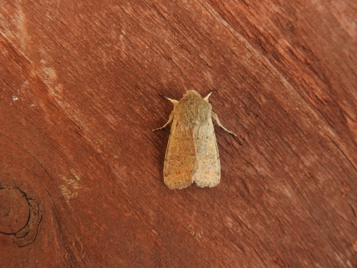 Frank Cavanagh tweet media