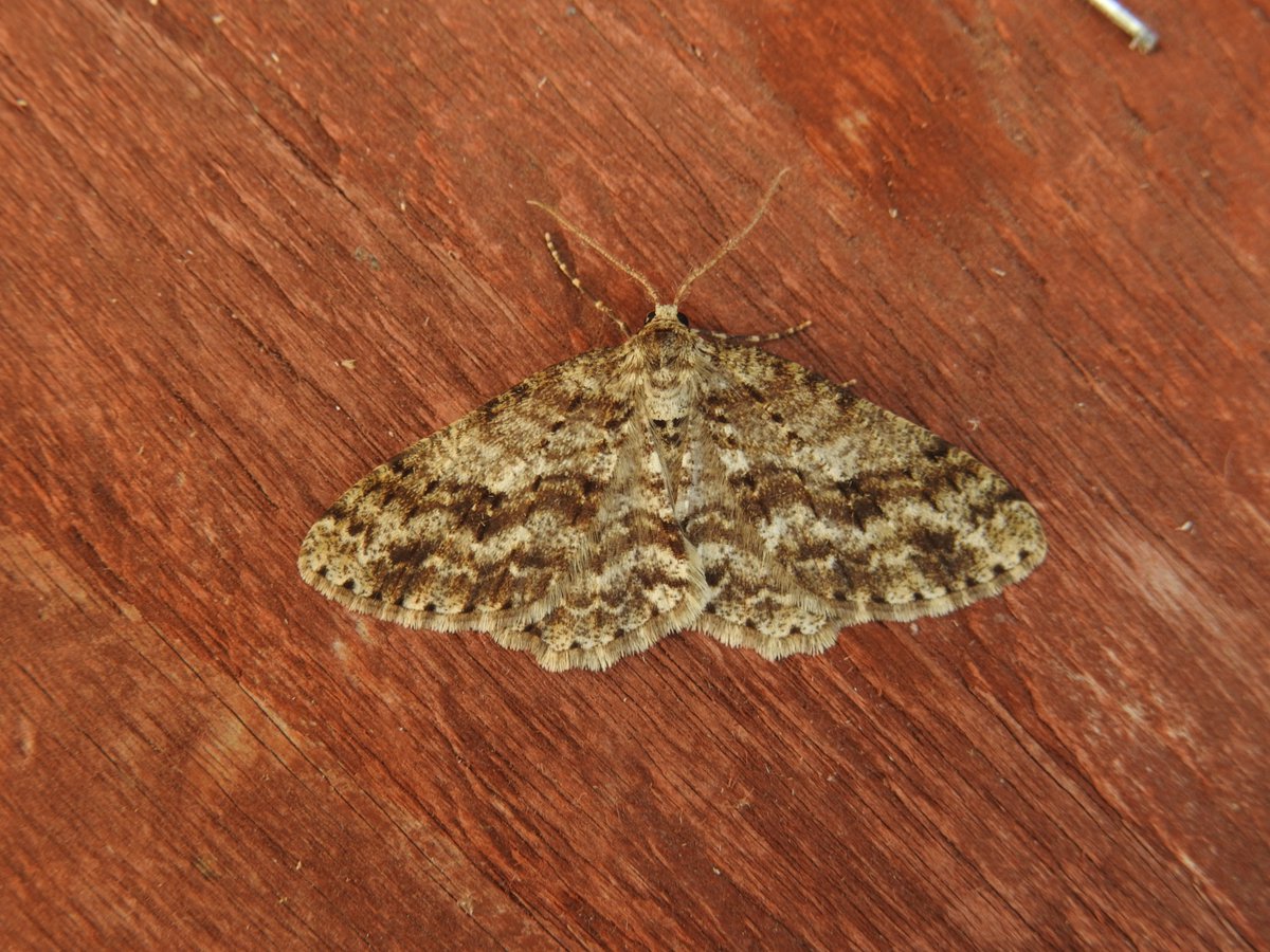 Frank Cavanagh tweet media