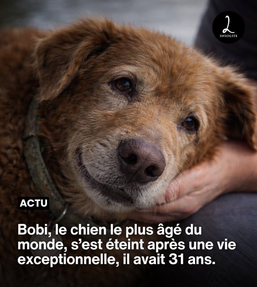 mic57330021's tweet photo. Bobi, considéré comme le chien le plus âgé du monde, nous a quitté à l'âge de 31 ans.
Il vivait dans un village rural au Portugal, où il a passé toute sa vie dans un environnement paisible, entouré d'attention et d'affection.
Sa longévité exceptionnelle lui avait valu une reconnaissance officielle du Guinness World Records, qui l'avait désigné comme le chien le plus âgé jamais enregistré.
Un compagnon hors du commun qui laisse derrière lui une histoire unique et beaucoup d'émotion. RIP Bobi.