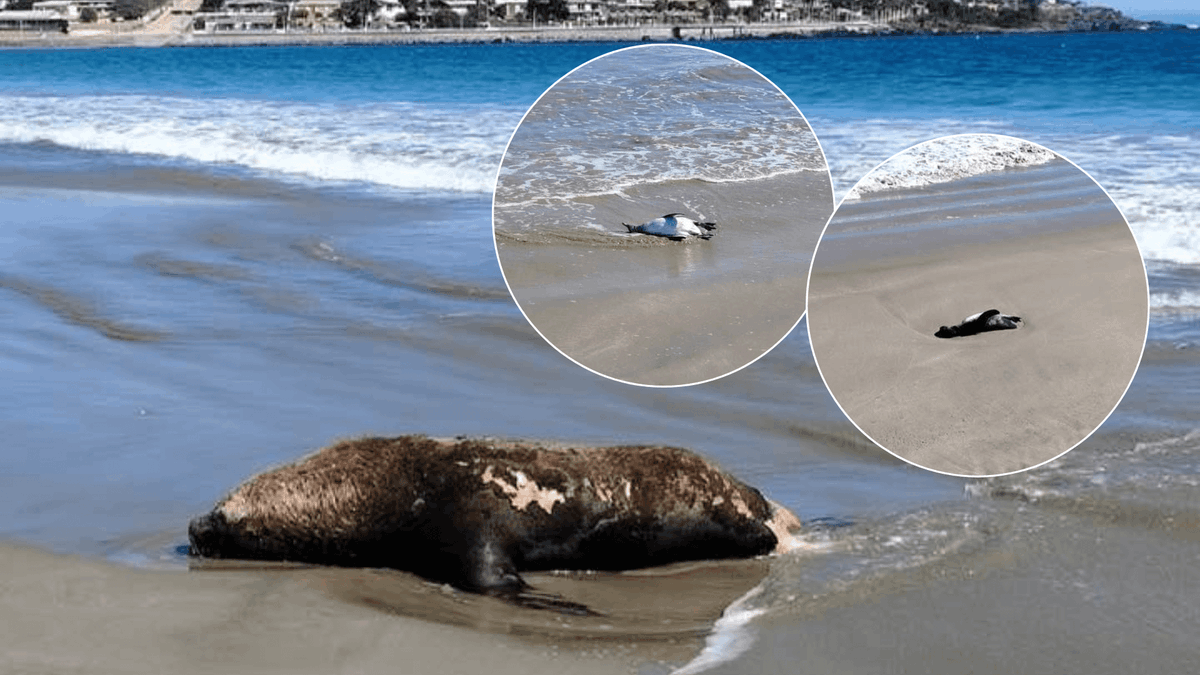 MiRadiols's tweet photo. Alertan sobre lobo marino y pingüinos muertos en Playa Socos de Tongoy https://t.co/6p2ejZKK8z https://t.co/QDv4rVAanJ