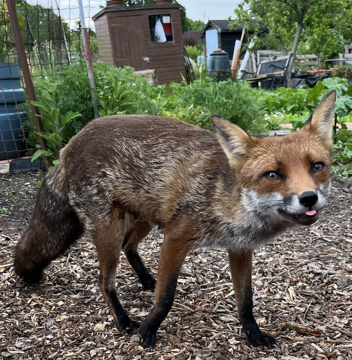 Gav B ♉ (Duke/Earl/Count/Ninja) tweet media