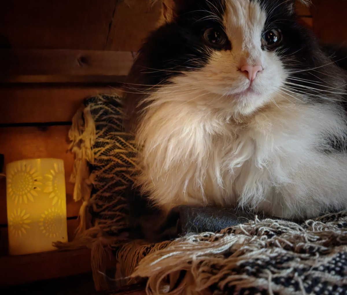 TheTribeOfMa tweet media