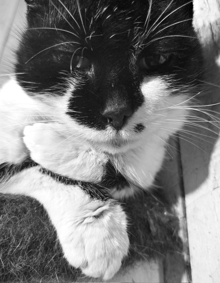 TheTribeOfMa tweet media