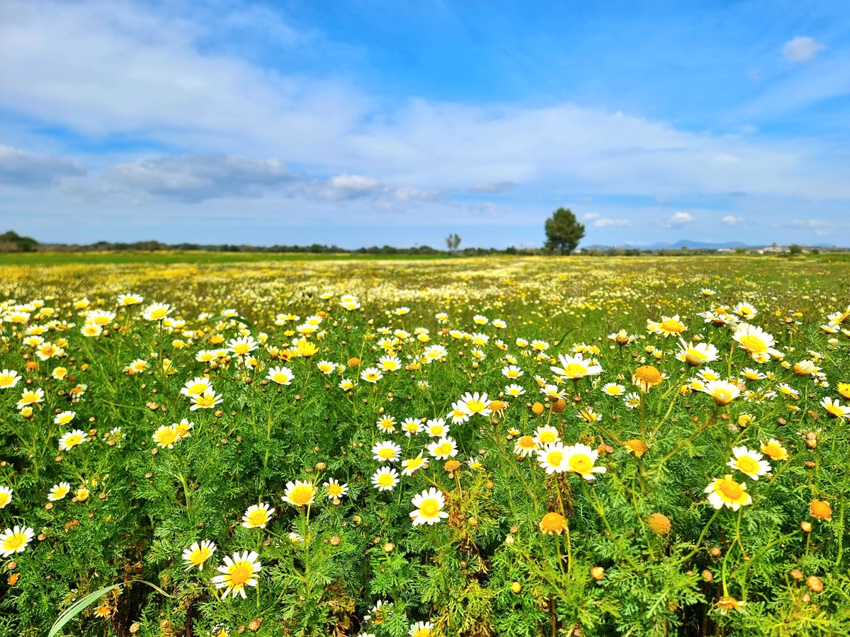 El temps IB3 tweet media