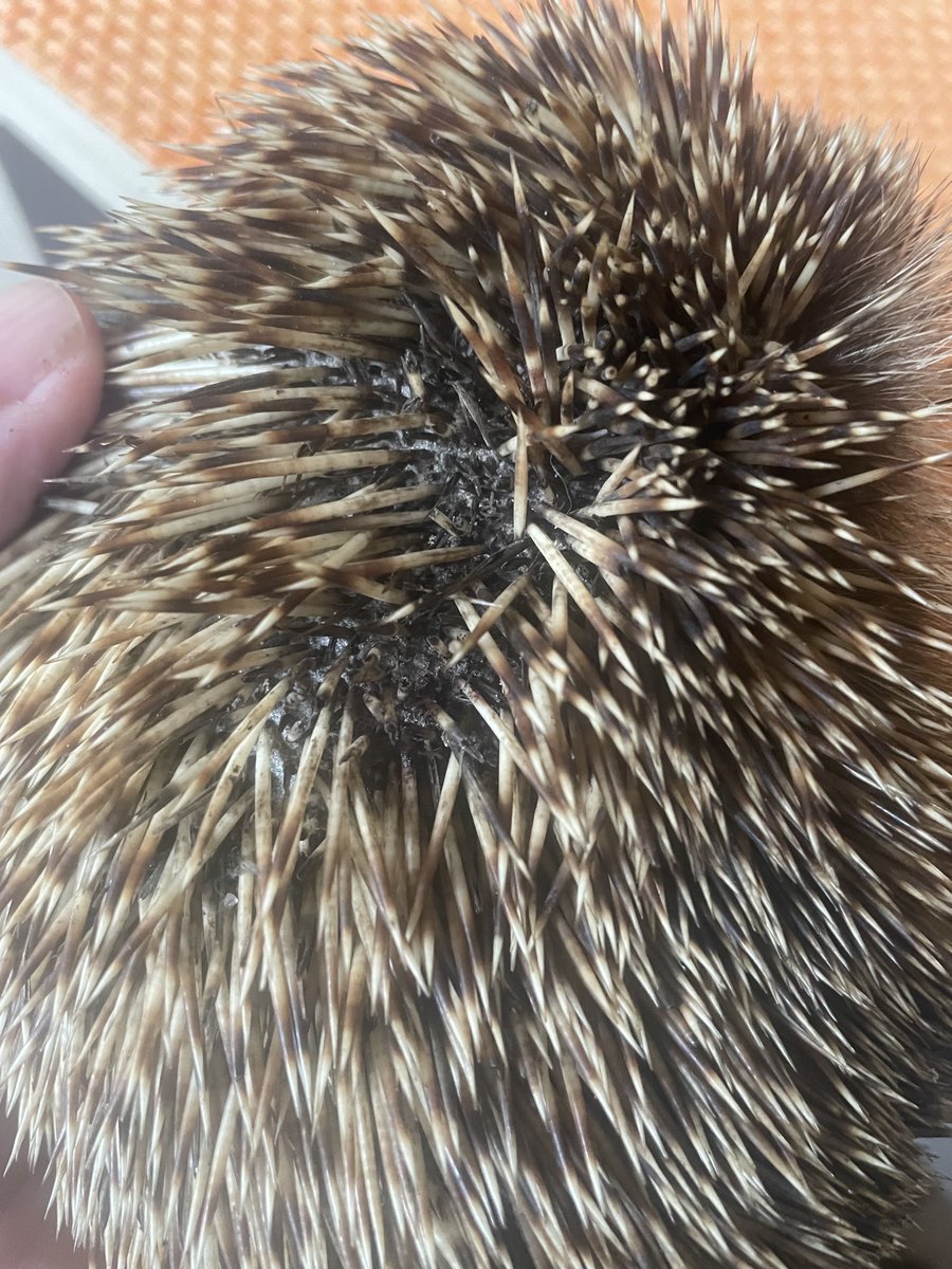 Igel-Hilfe tweet media