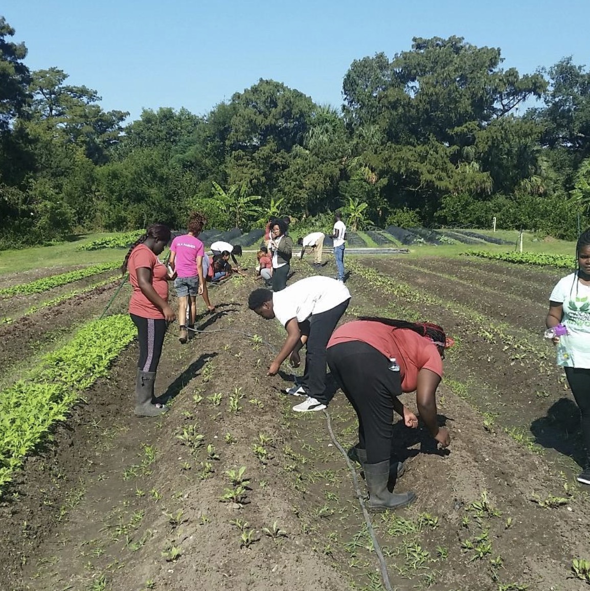 subvgardener's tweet photo. Urban agriculture is also youth infrastructure.
Shared by @bgnnola, these young growers are cultivating both food and ecological knowledge.
Teaching how to grow is a long-term investment in community health and food sovereignty.

#SubversiveGardener #YouthFarming https://t.co/Id0vAXQ94v