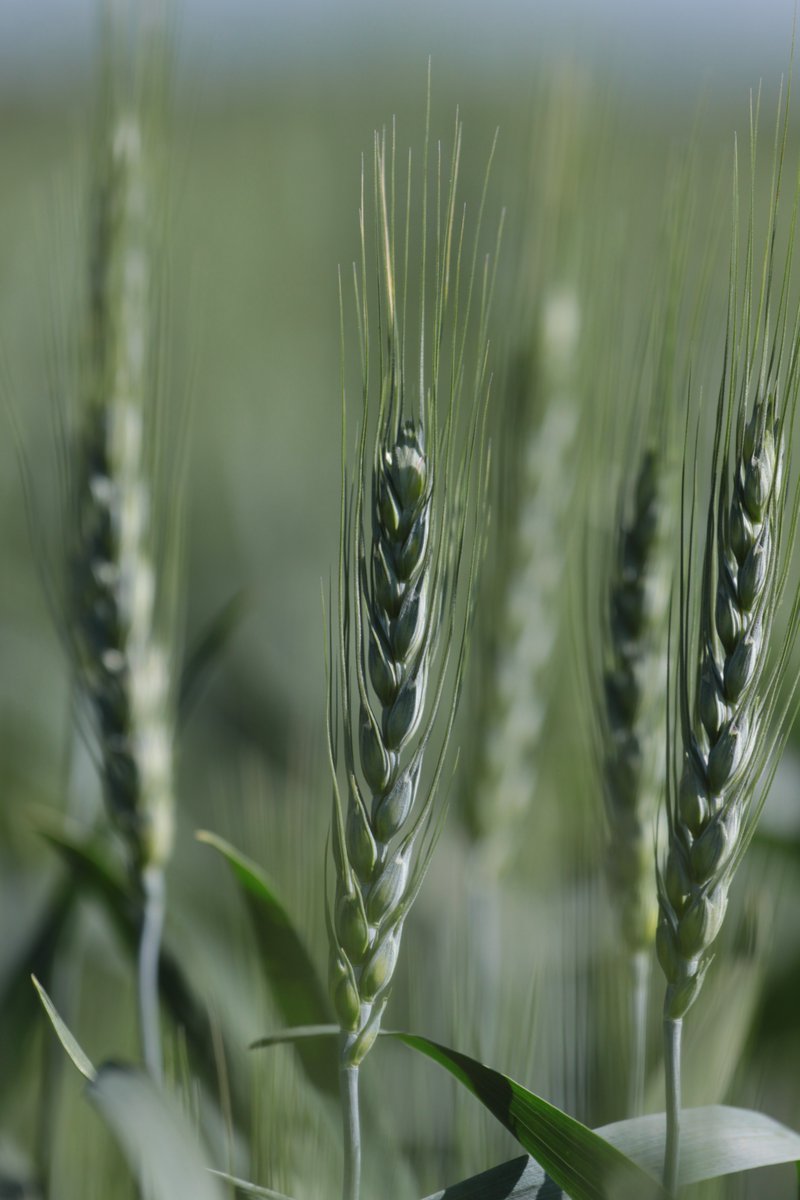 Chelsea and Shane tweet media