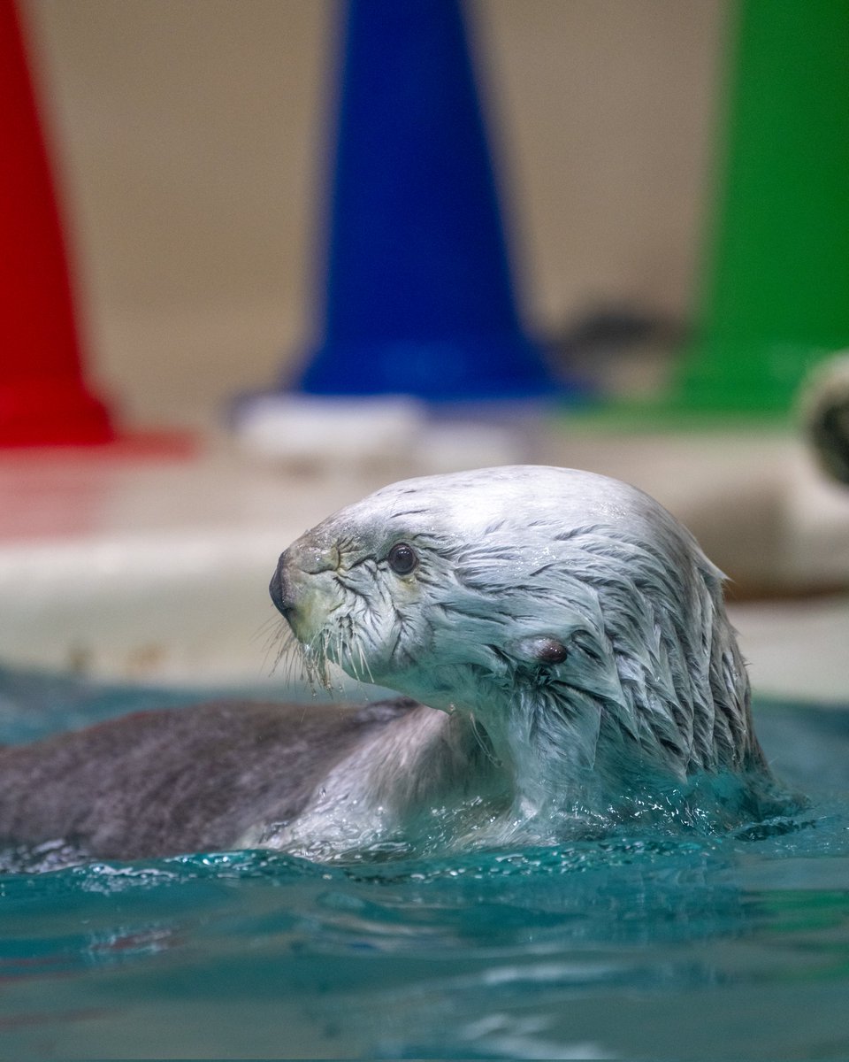 スコンブ3rd tweet media