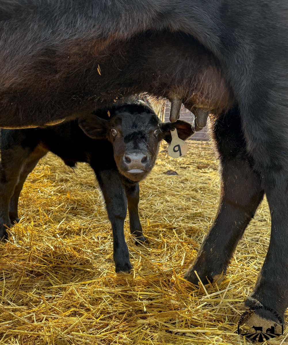 vftfarm's tweet photo. I interrupted 😂 

@ranch_working @OfficialRFDTV https://t.co/eLFFh9nsZ7