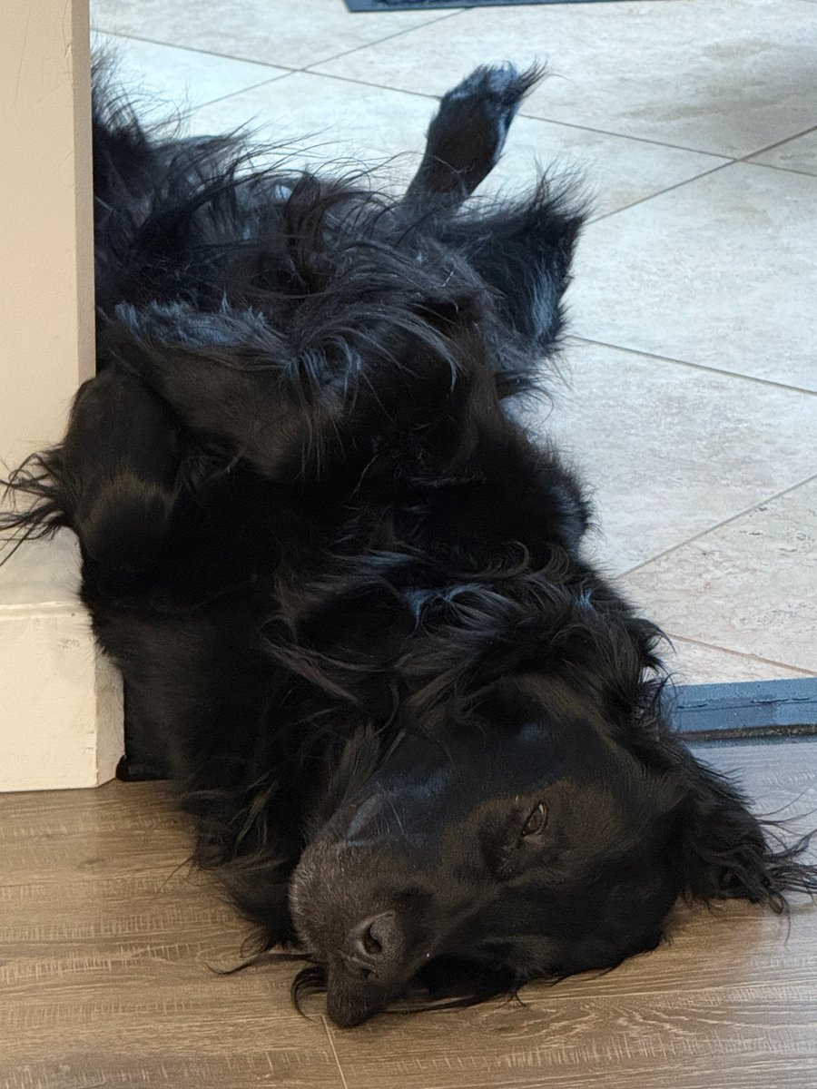 Flat Stanley tweet media