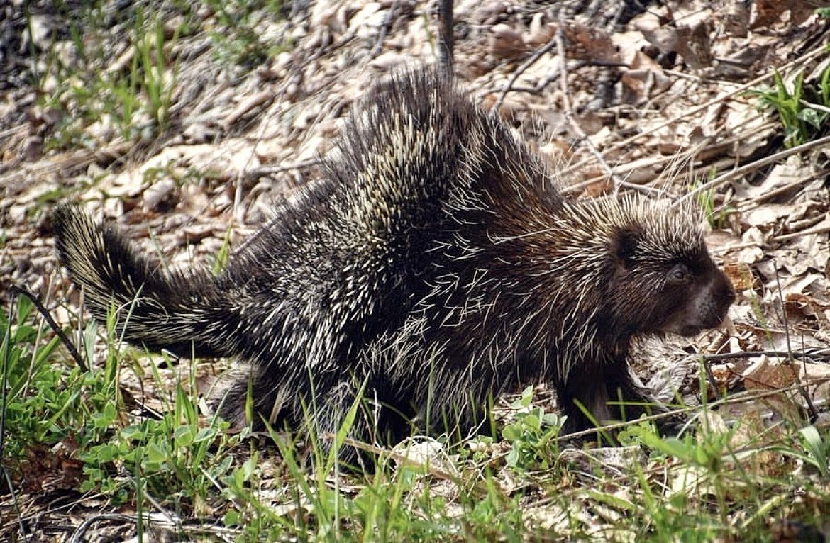 Blackbelt In Homo Thuggery 🥋 PhD in Wolves 🐺 tweet media