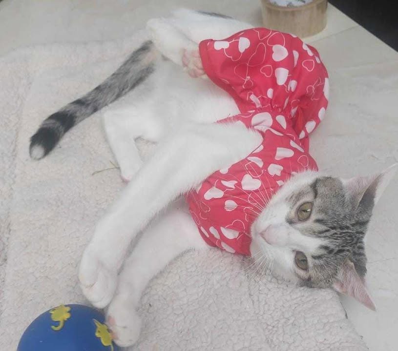 Alerta me perdi tweet media