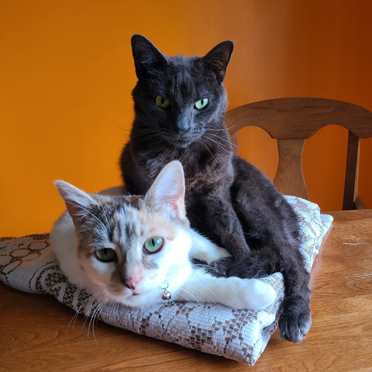 Crowseph | COMMISSIONS OPEN! tweet media