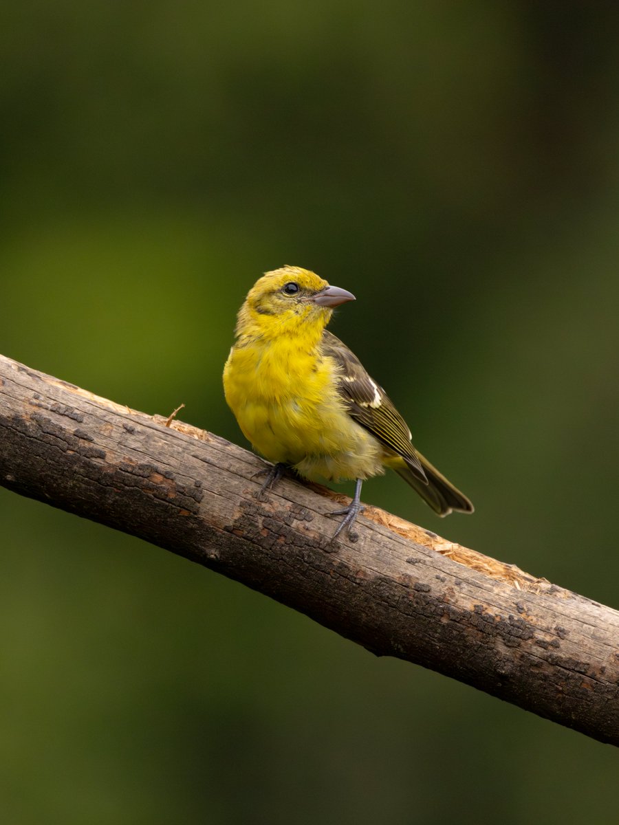 Birds of Costa Rica:

-White-throated Mountain-gem (lampornis castaneoventris)
-Acorn Woodpecker (melanerpes formicivorus)
-Flame-colored Tanager (piranga bidentata)

#birdphotography