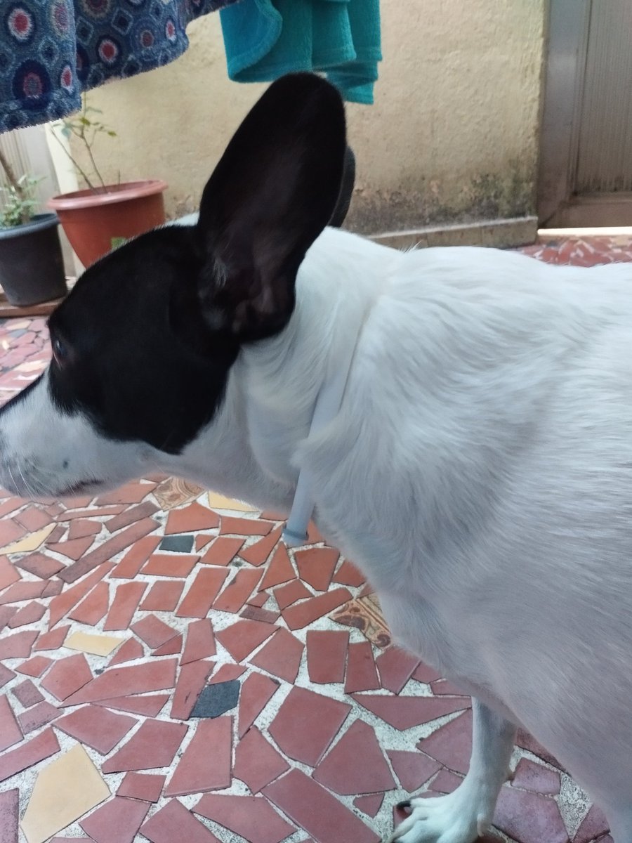 🧶 calopsita do crochê - AGENDA DE ABRIL ABERTA tweet media