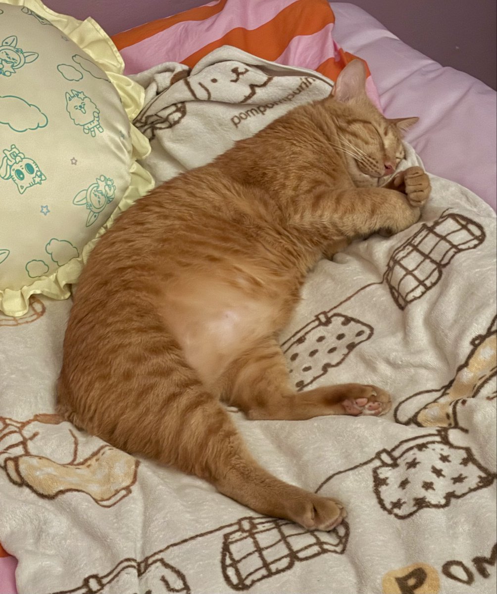 ִ ࣪𖤐 🐈‍⬛Bigcat🍎 tweet media