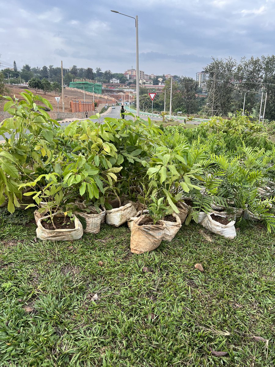 On this #ForestDay, a reminder:
Forests don't just stand — they support.
🌲 Resilience against extreme weather
💧 Clean water
🐝 Pollinators for agriculture
💼 Rural jobs &amp; income
Protect them, and they'll protect us. 
#GreenRwanda
<a href="/RwandaForestry/">Rwanda Forestry Authority</a> <a href="/GreenFundRw/">Rwanda Green Fund</a> <a href="/REMA_Rwanda/">Rwanda Environment Management Authority</a> <a href="/UNEP/">UN Environment Programme</a>