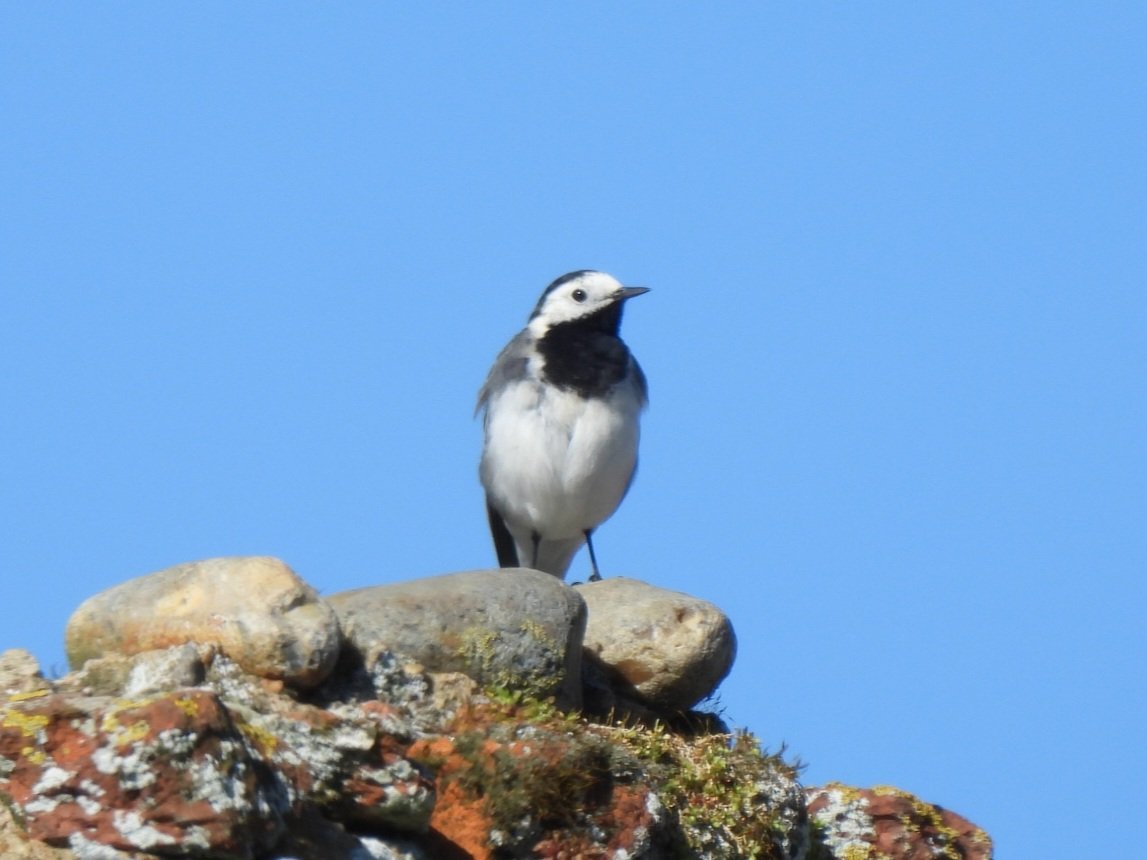 Mark Clements tweet media