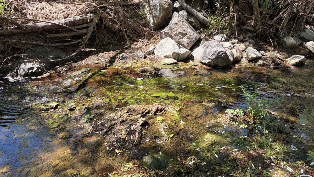 the conspiratorial 17 tweet media