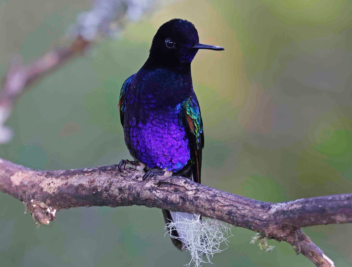 Paul Chapman tweet media